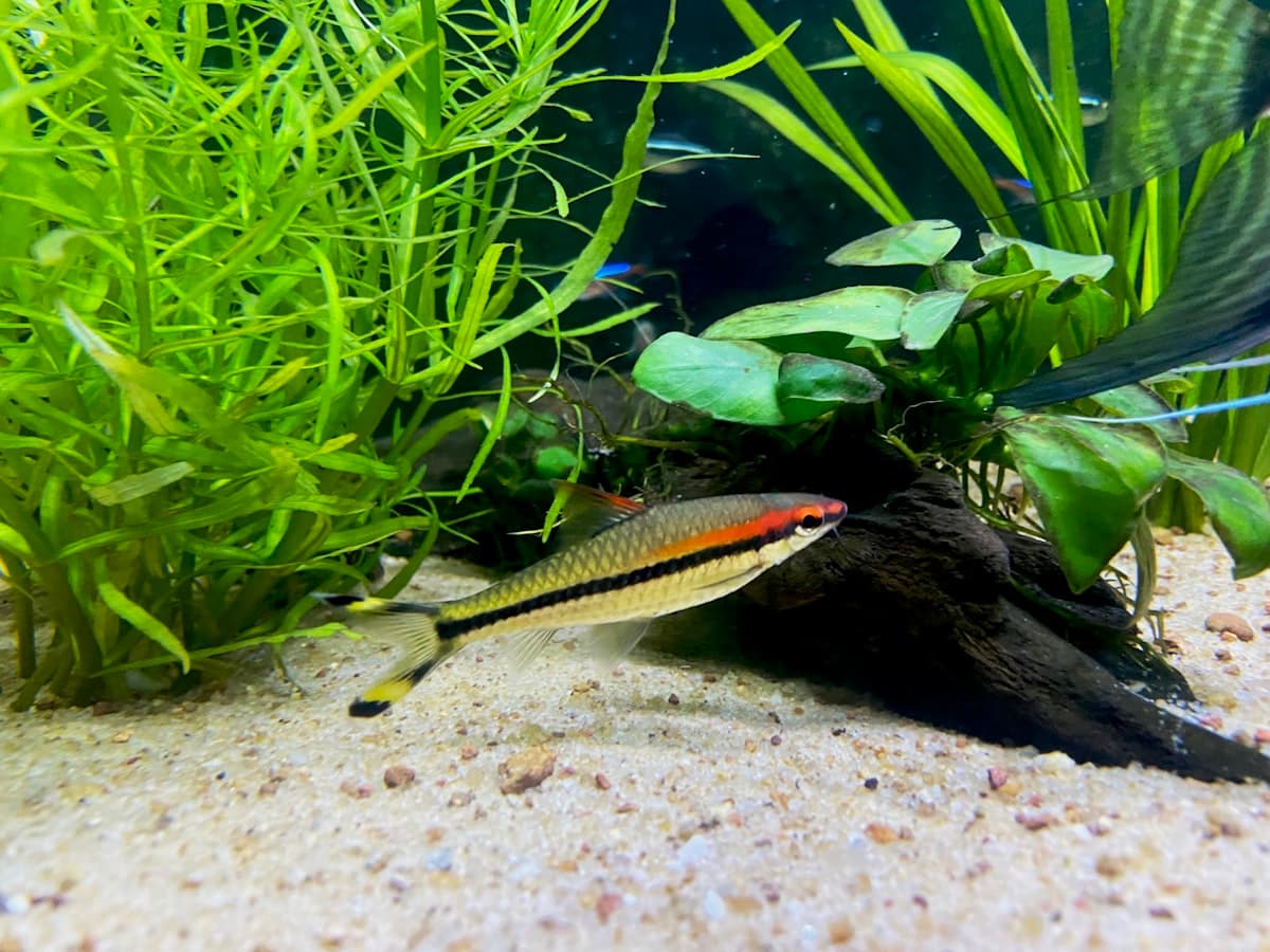 Peaceful community aquarium with tropical fish