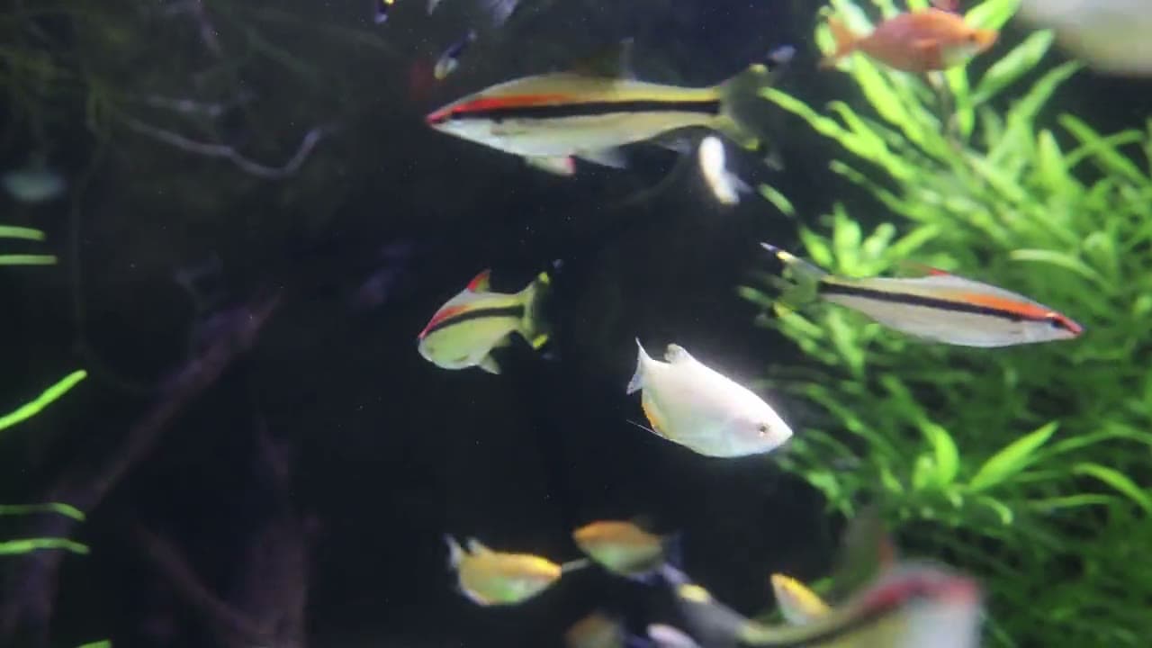 Mature planted aquarium with healthy fish — the result of a properly cycled tank