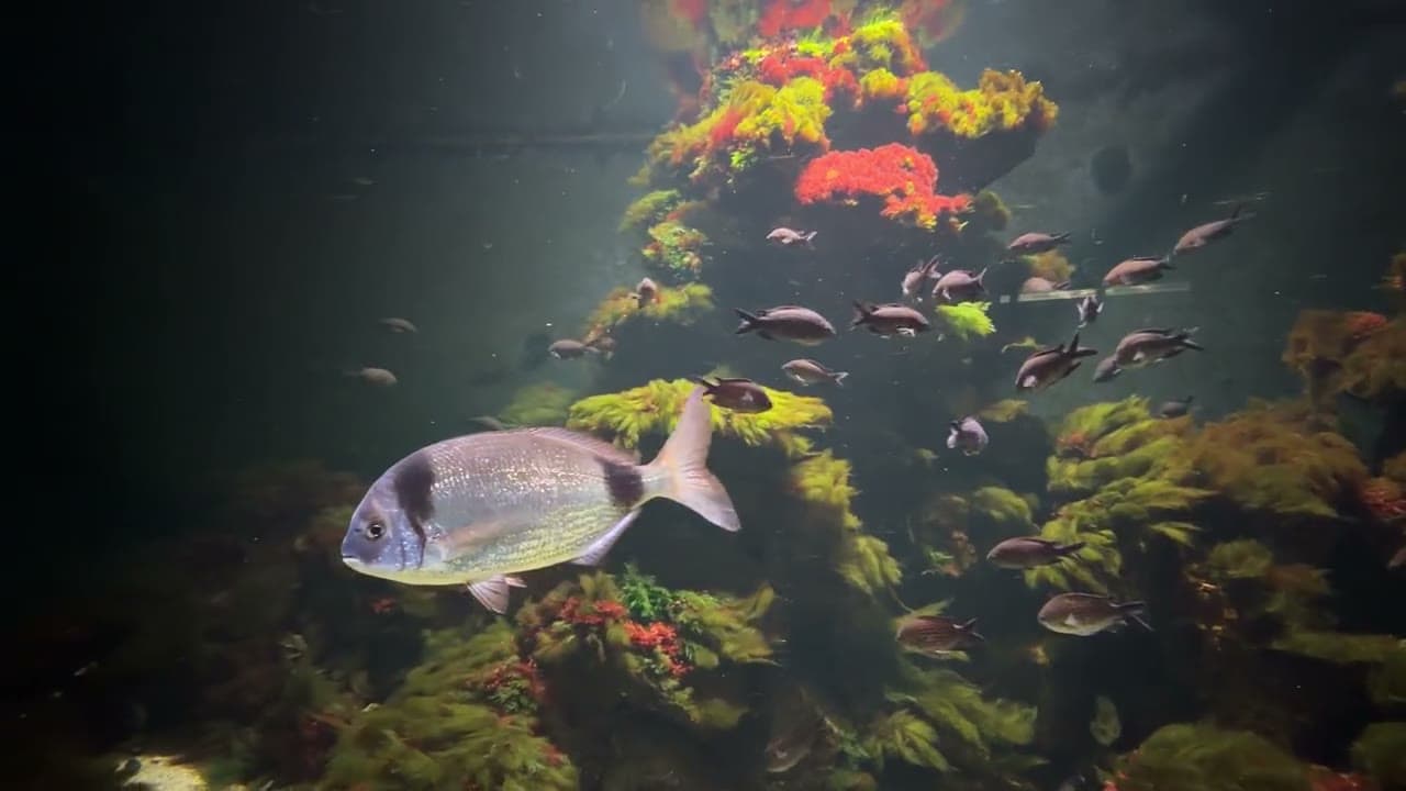 Beginner friendly tropical fish in a planted aquarium