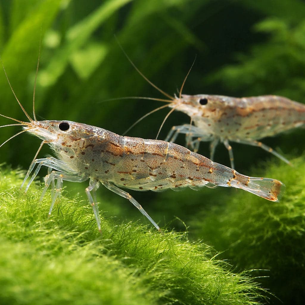 An Amano Shrimp in profile showing the characteristic dotted line along the flank