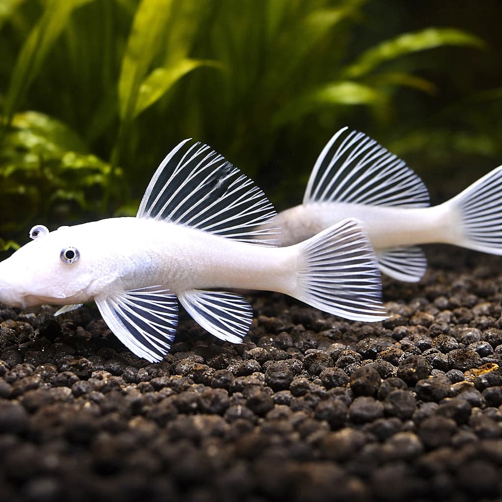 A Snow White Bristlenose Pleco grazing on driftwood — the SAE's natural partner for general-algae control