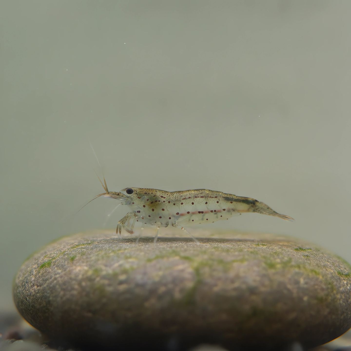 An Amano Shrimp (Caridina multidentata)