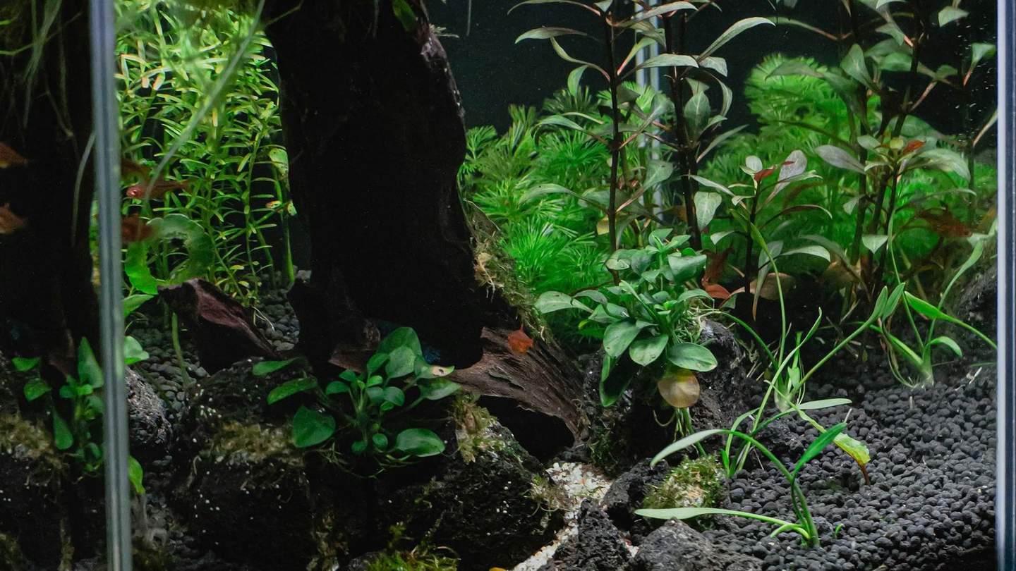 A mature planted community aquarium with driftwood and a white sand path — the kind of tank an online fish order is heading for