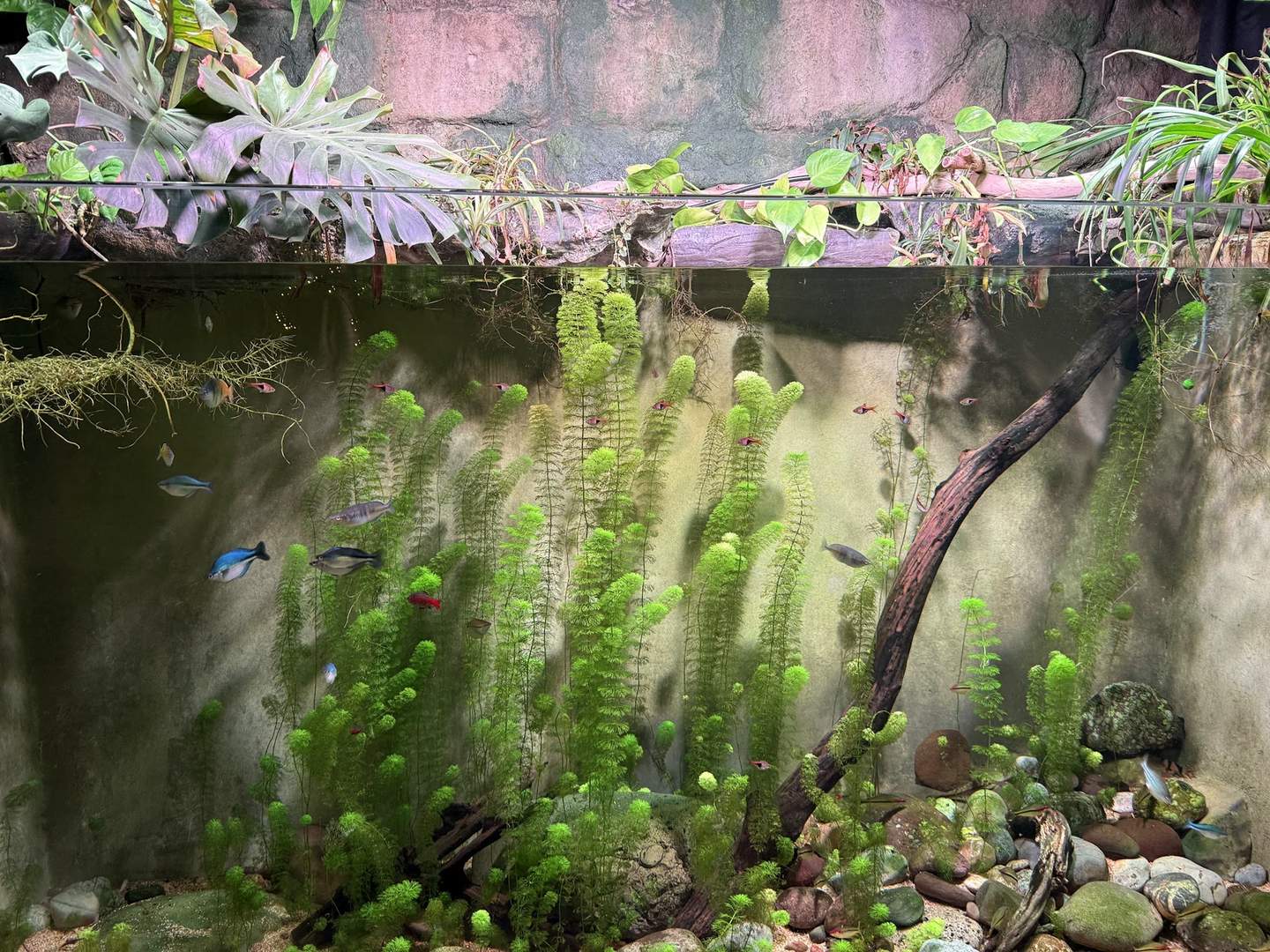 Large planted freshwater aquarium with several small fish at Malta National Aquarium