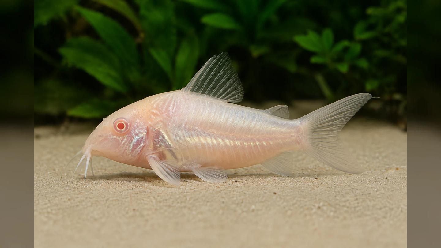 Single pale albino bronze cory catfish showing a pink eye, mouth barbels and bony side plates