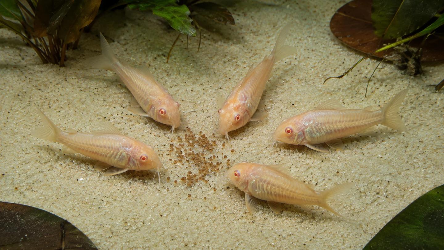 Five albino bronze cory catfish gathering around sinking granules on pale aquarium sand