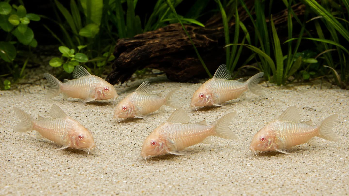 Six pale albino bronze cory catfish with pink eyes foraging over fine sand in a planted aquarium