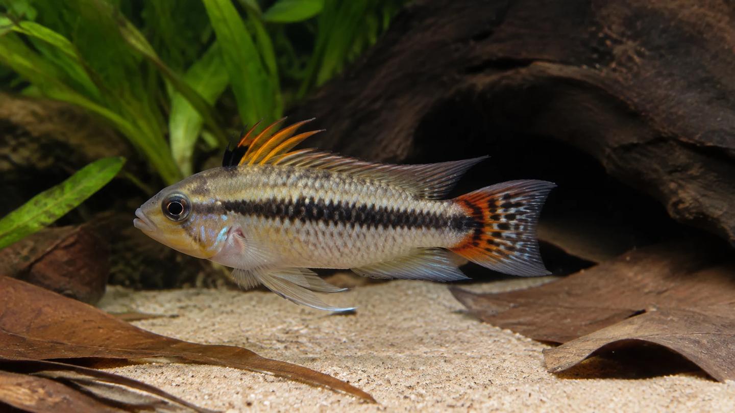 Adult male Apistogramma cacatuoides in side view above sand and leaf litter