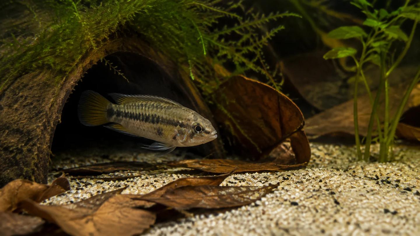 Adult female Apistogramma cacatuoides emerging from a cave beside leaf litter