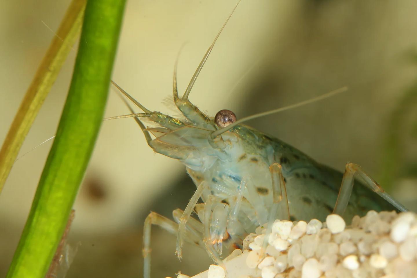 Amano shrimp Caridina multidentata beside an aquarium plant