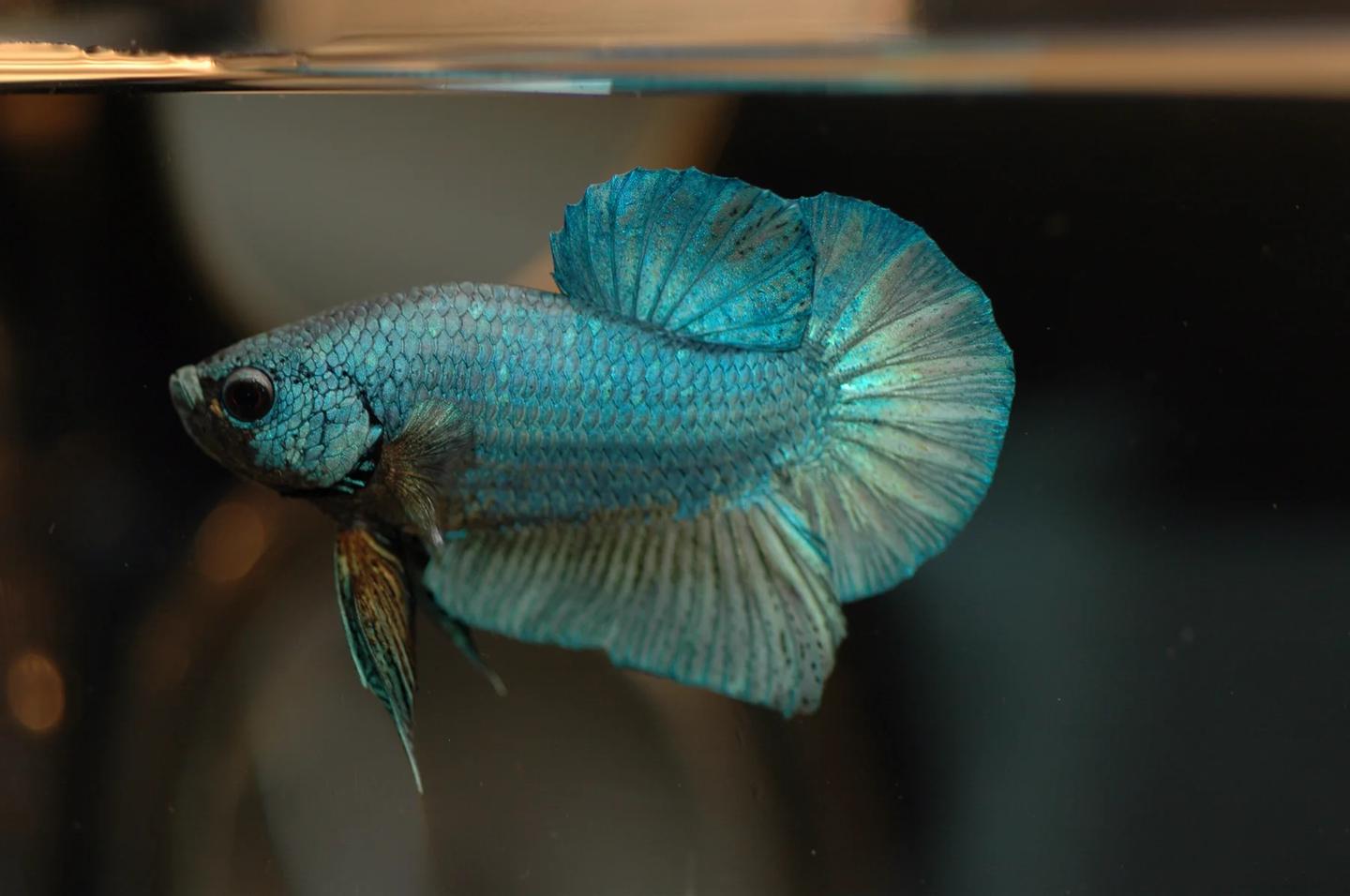 Betta Fish Tank Mates UK: A Compatibility Guide