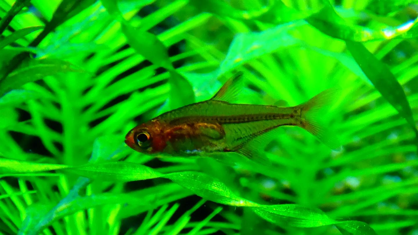 Ember tetra Hyphessobrycon amandae among green aquarium plants