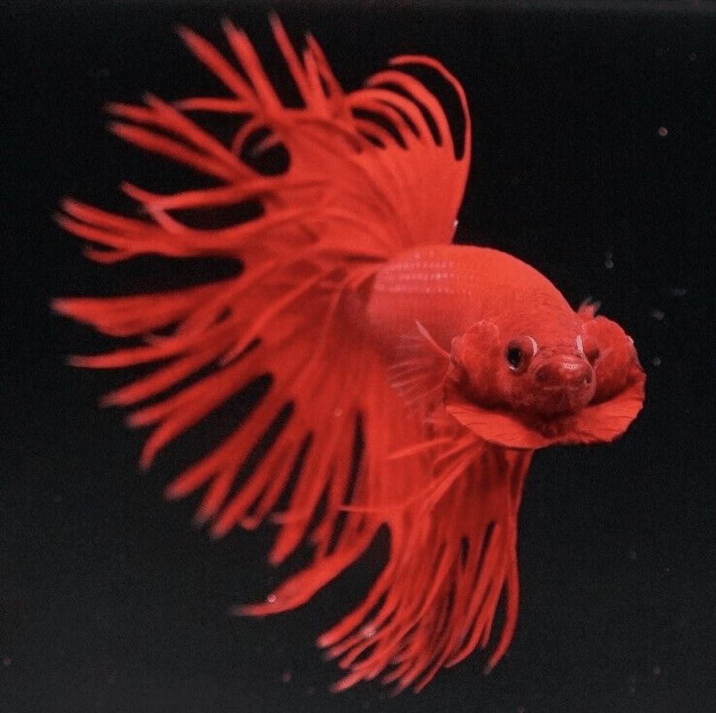 A male crowntail betta showing the spiky, extended fin rays the type is named for