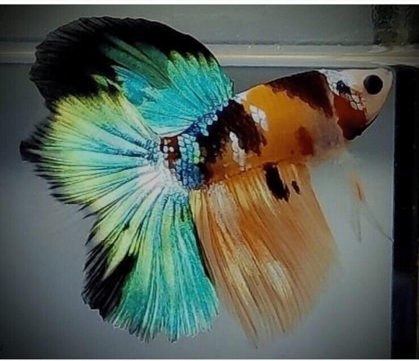 A double-tail male betta, showing the two distinct tail lobes the type is named for