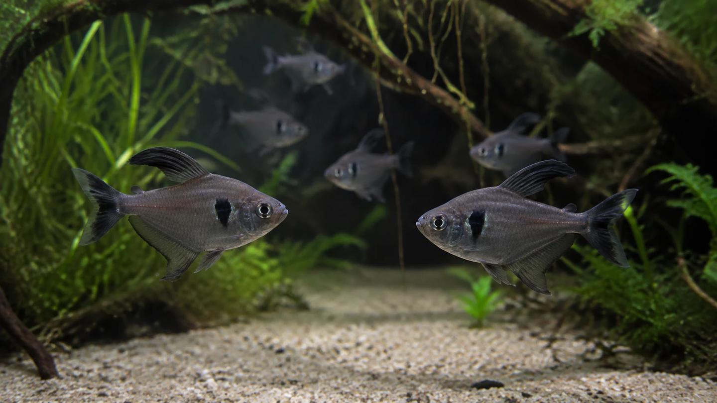 Two male black phantom tetras displaying across an open lane in a planted aquarium