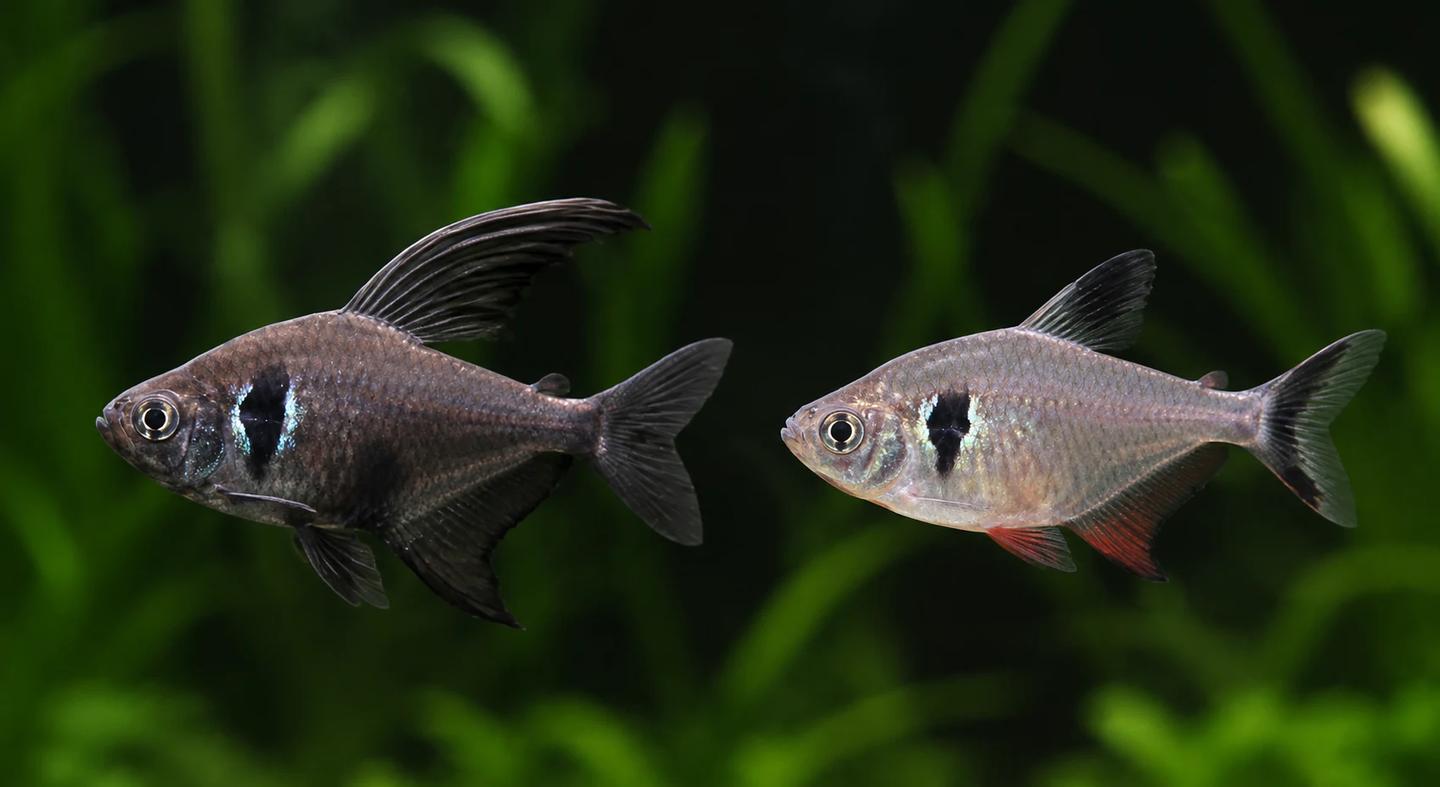 Adult male and female black phantom tetras in side view for visual comparison