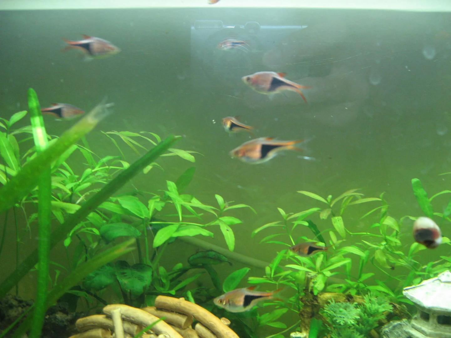 Group of source-labelled harlequin rasboras swimming beside aquarium plants