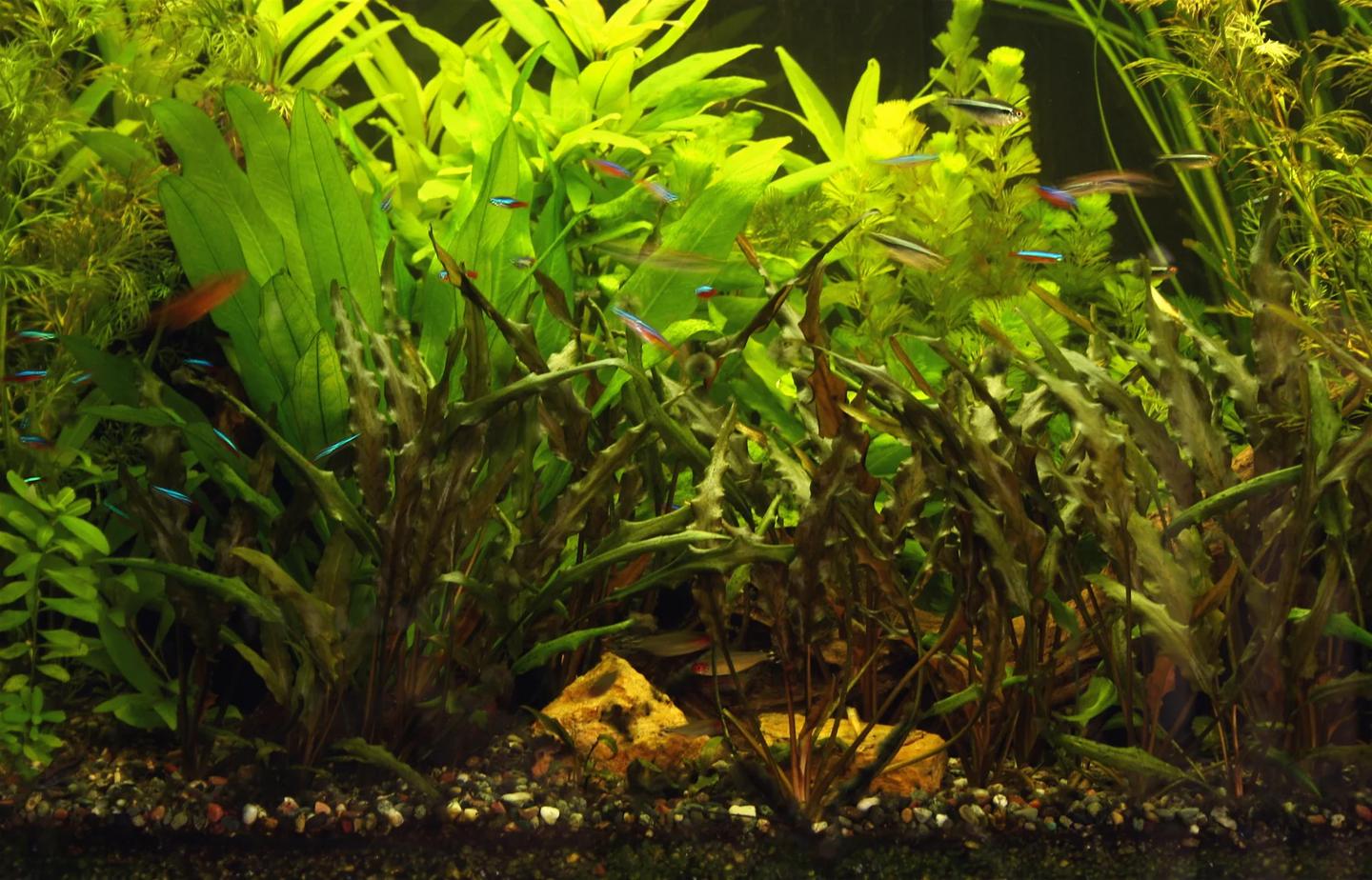 Densely planted freshwater aquarium with small fish swimming through open water
