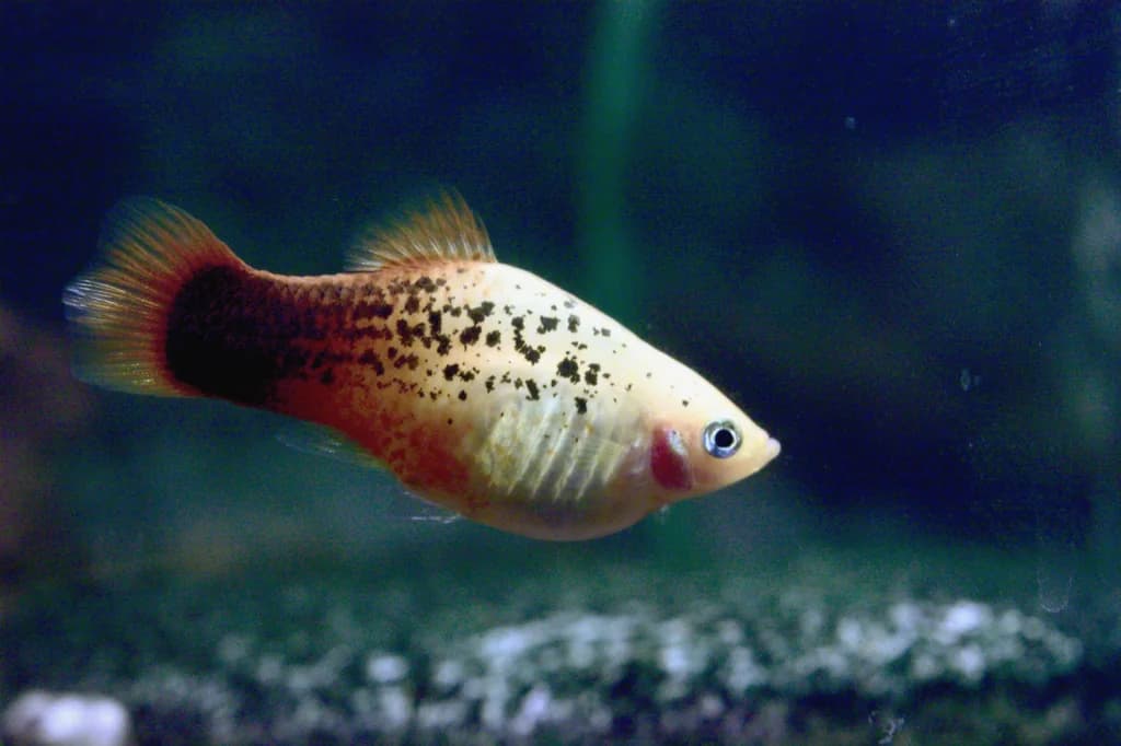 Source-labelled platy Xiphophorus maculatus swimming in side profile