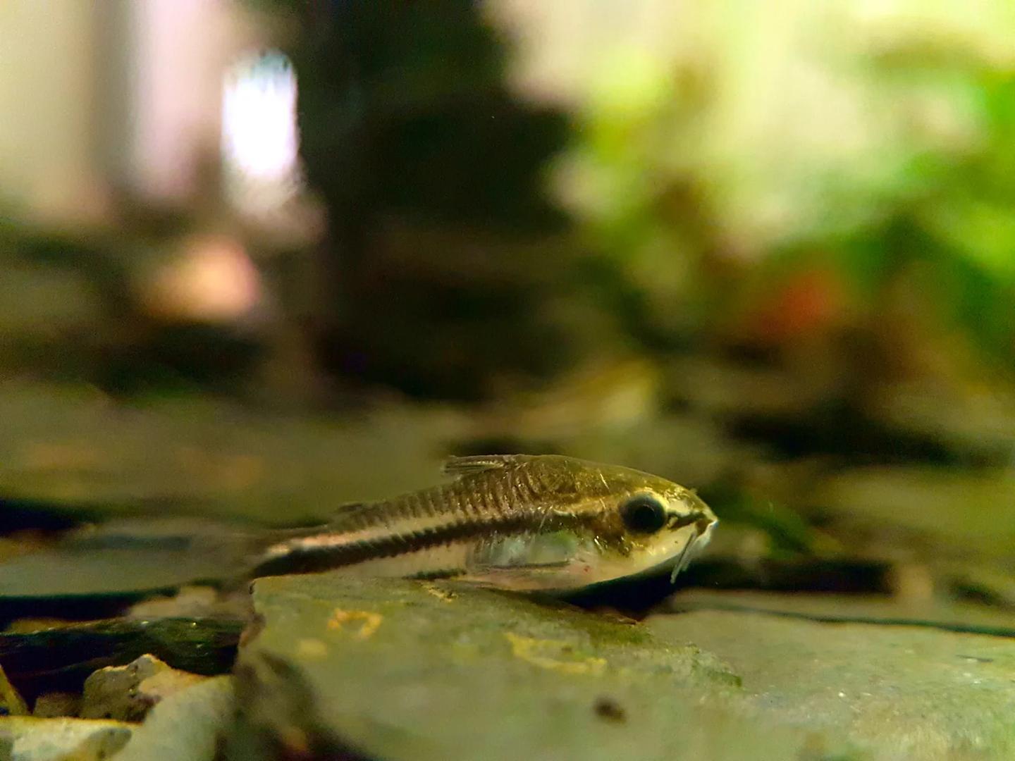 Source-labelled pygmy cory swimming in side profile above aquarium substrate