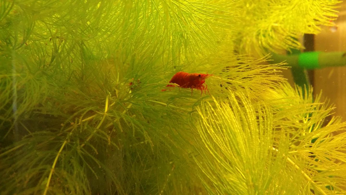 Source-labelled female cherry shrimp among fine aquarium plants
