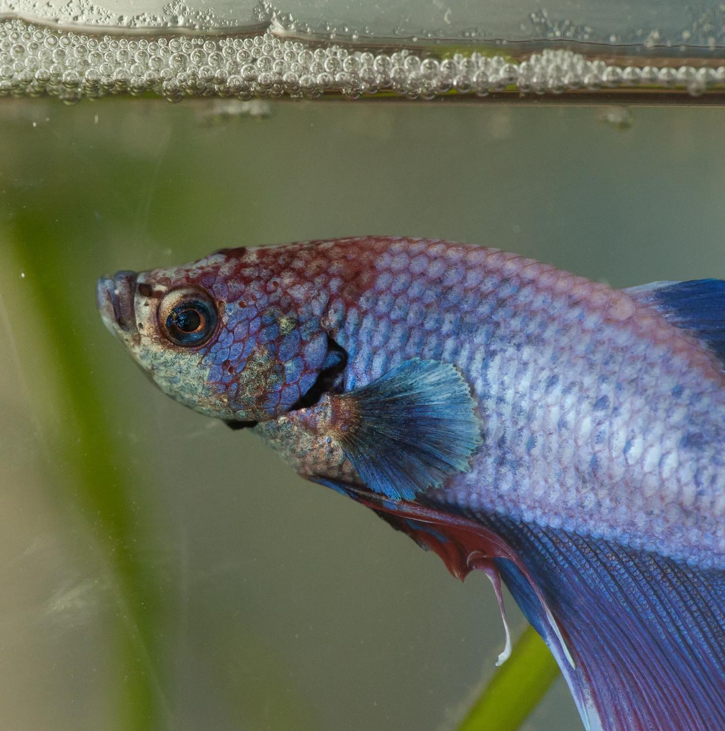 Source-labelled male Betta splendens beside a bubble nest at the aquarium surface