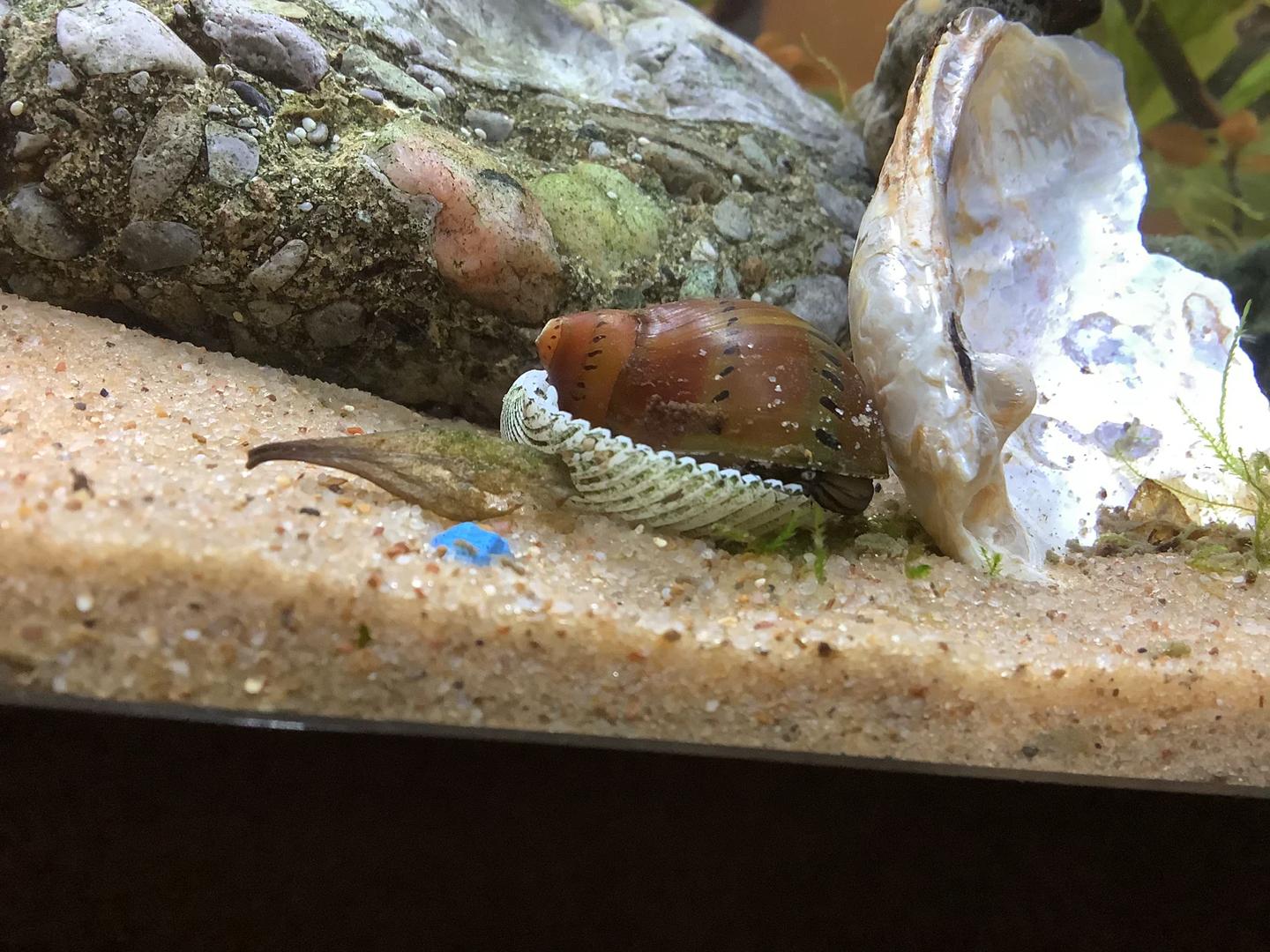 Unidentified nerite snail moving over aquarium shells and sand