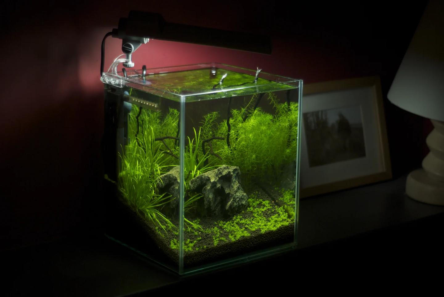 Freshwater nano aquarium with dense green planting, a filter and an overhead light