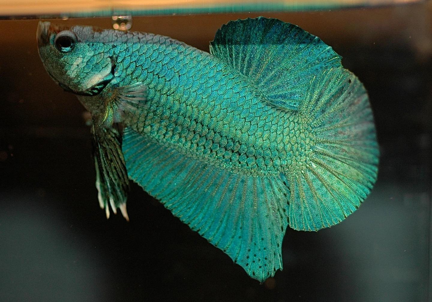 Source-labelled blue male Betta splendens swimming in side profile
