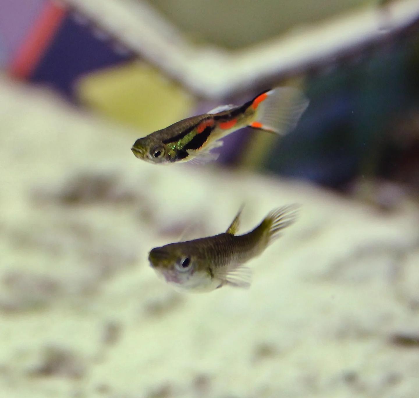 Source-labelled male and female Endler guppies swimming in an aquarium