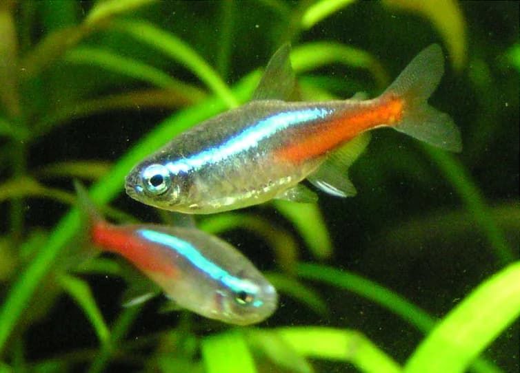 Two source-labelled Neon Tetras swimming among aquarium plants