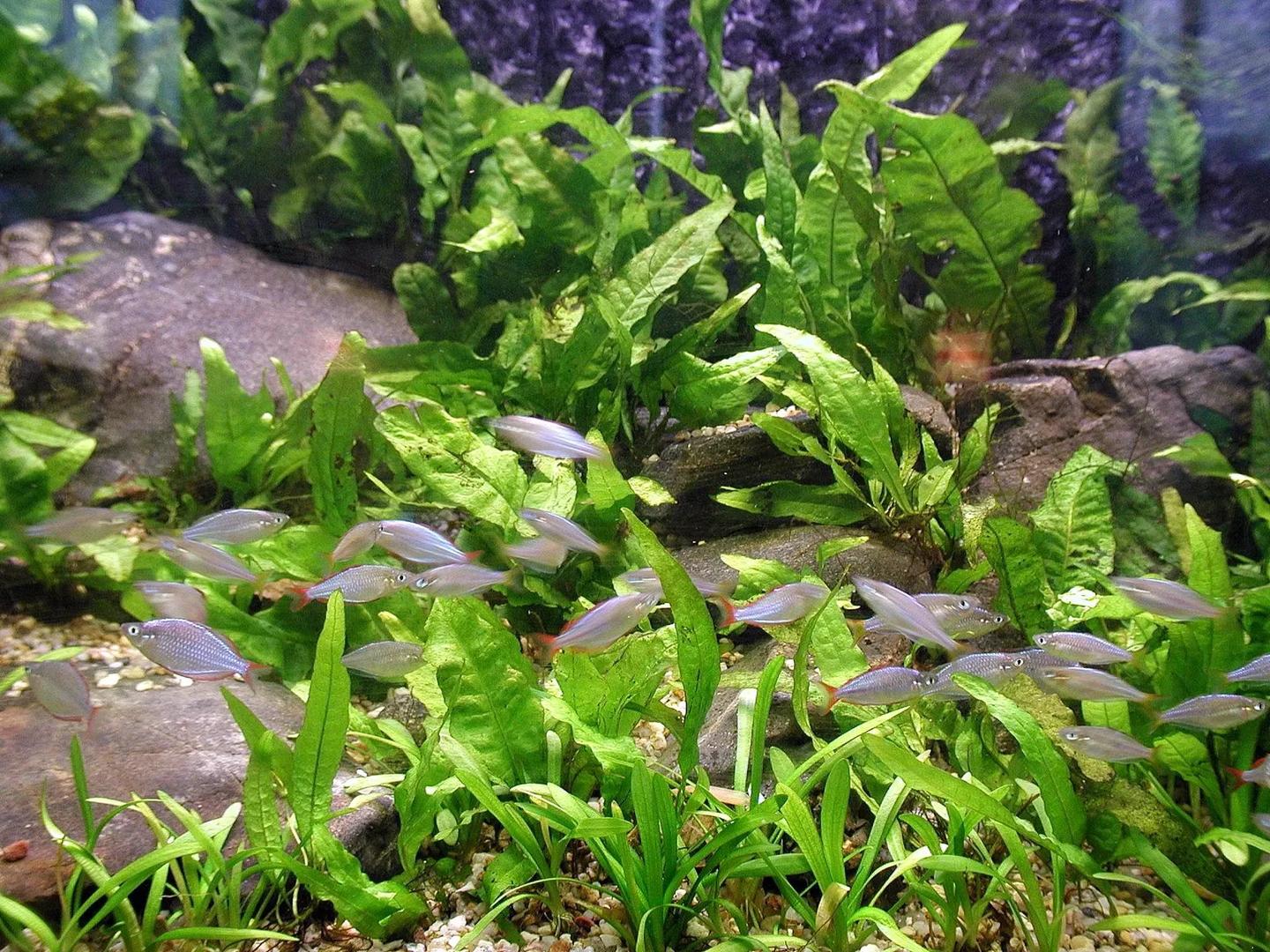 Schooling aquarium fish swimming among dense green plants and rocks