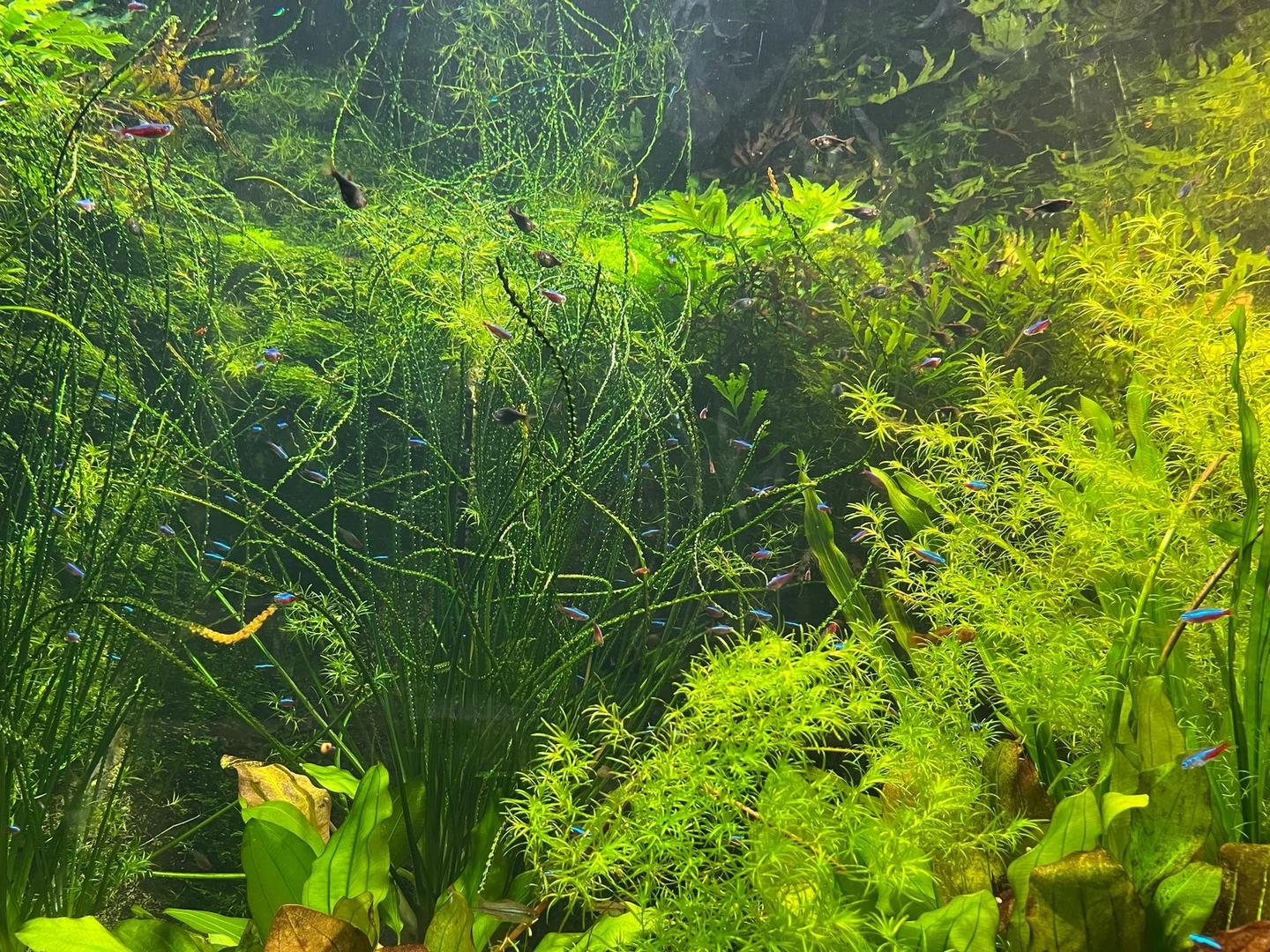 Small tropical fish swimming among dense plants in a freshwater aquarium