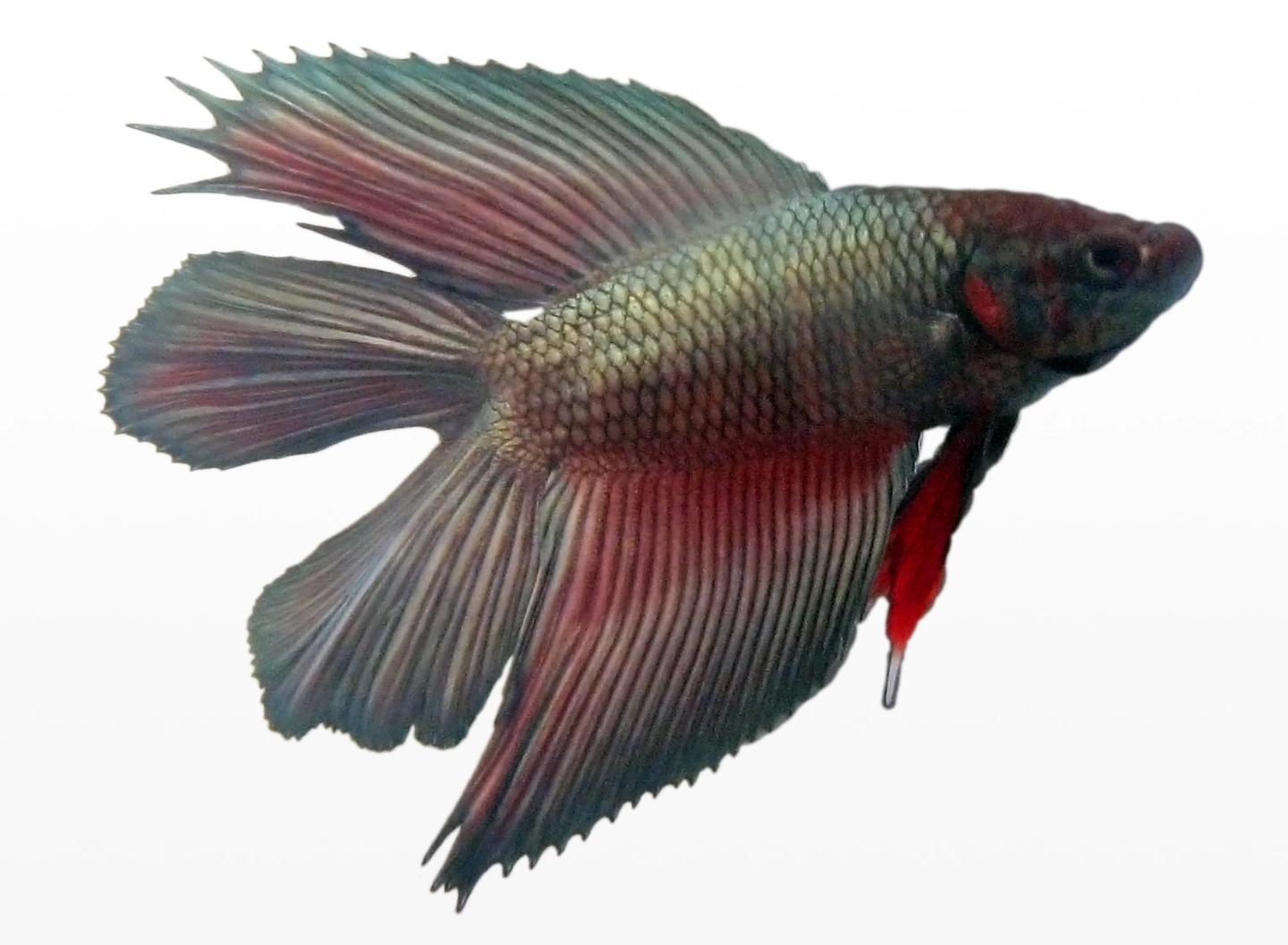 Source-labelled metallic male double-tail Betta against a white background