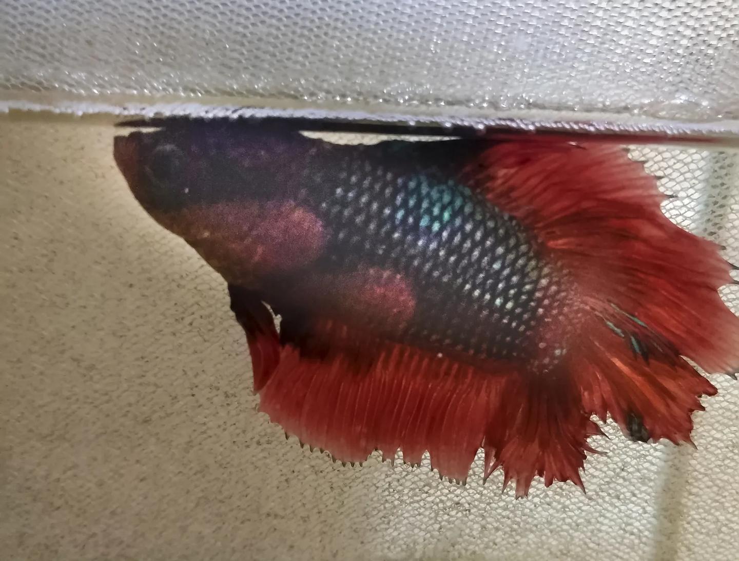 Red male Betta with uneven rear-fin damage near a filter net
