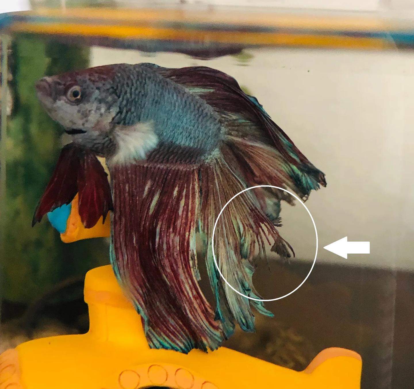 Male Betta with a frayed rear fin highlighted by a white circle and arrow