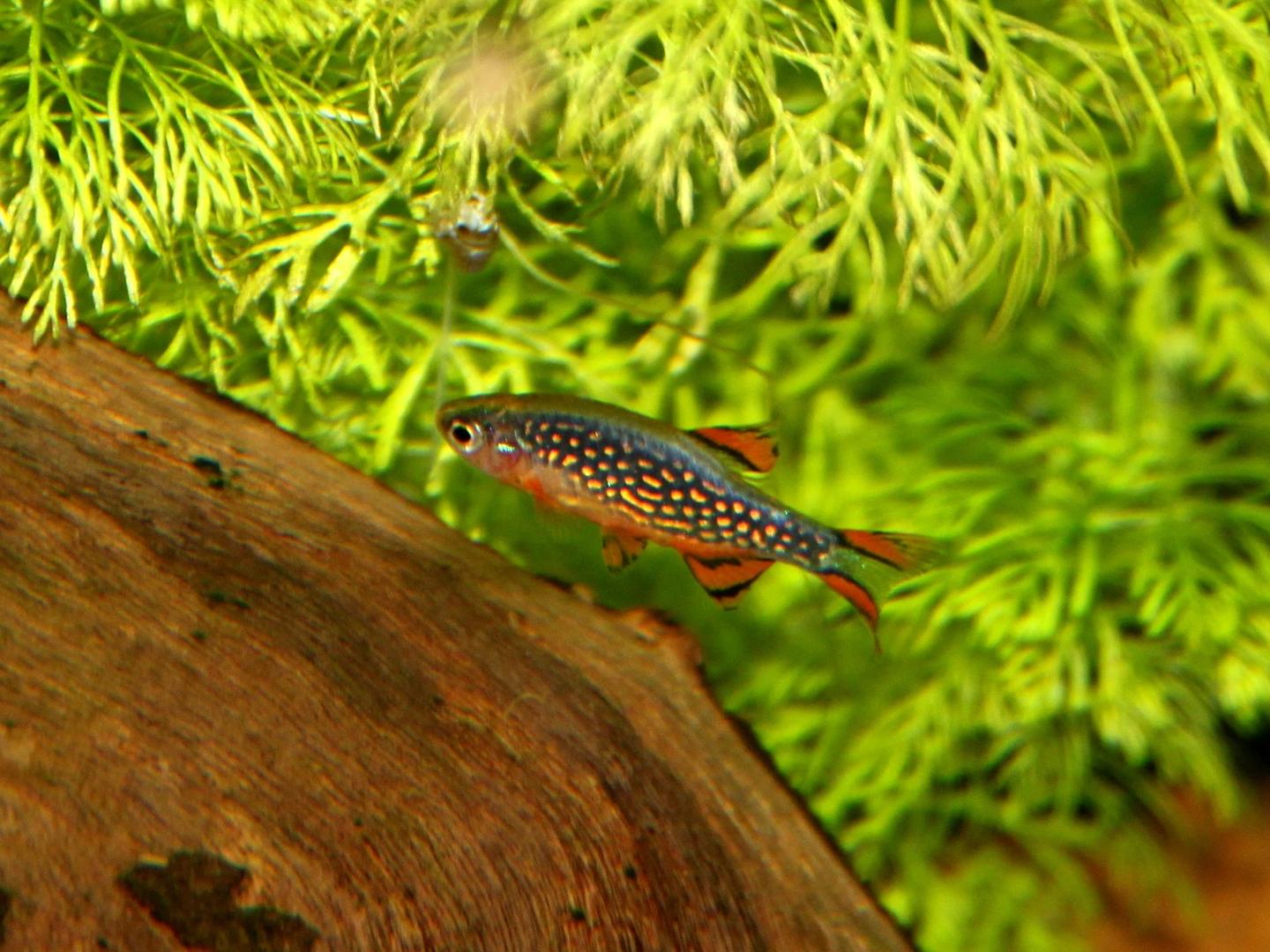 Male celestial pearl danio swimming beside wood and aquarium plants