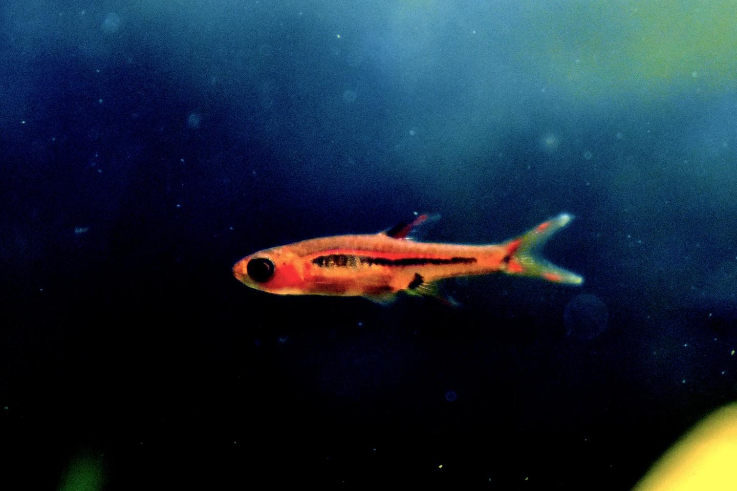 Source-labelled male chilli rasbora in side view