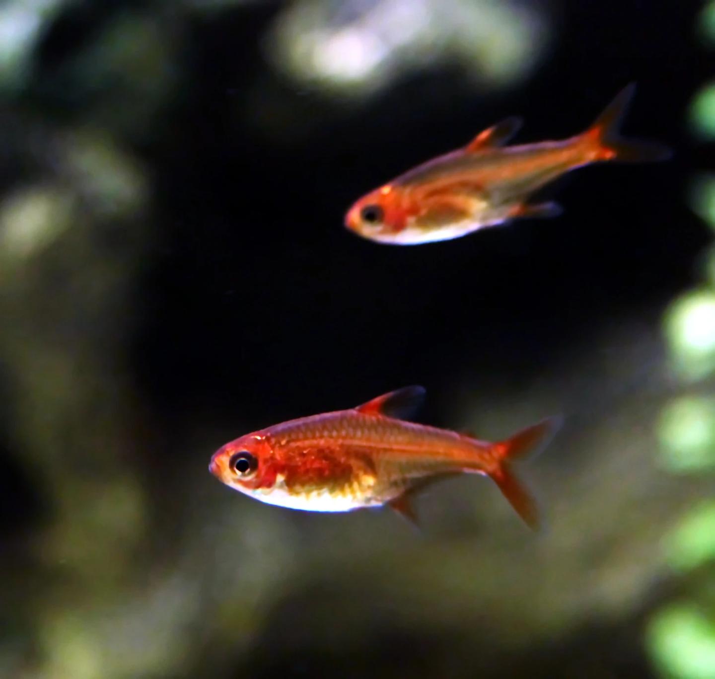 Two source-labelled ember tetras swimming in an aquarium
