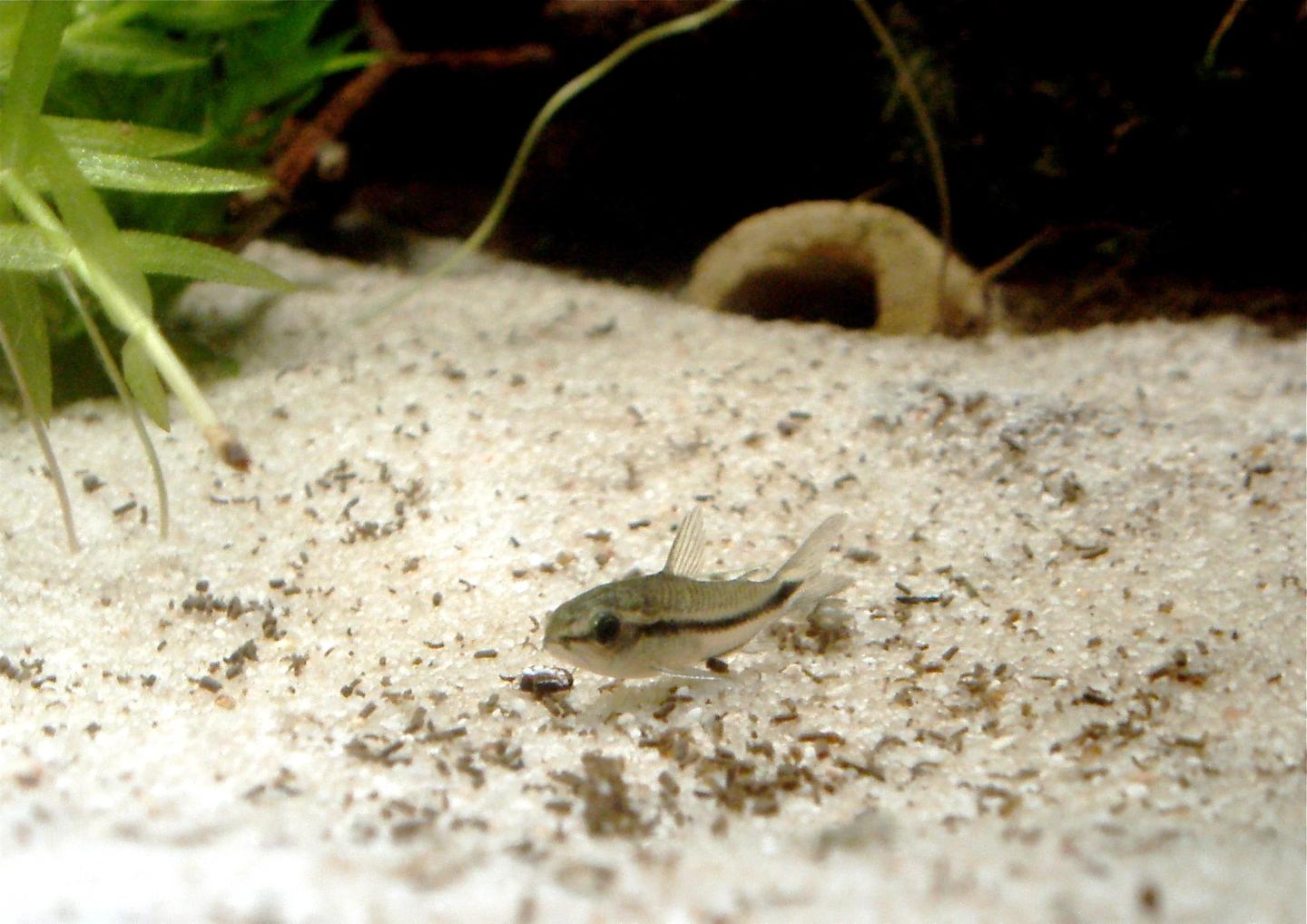 Source-labelled pygmy cory resting over pale aquarium sand