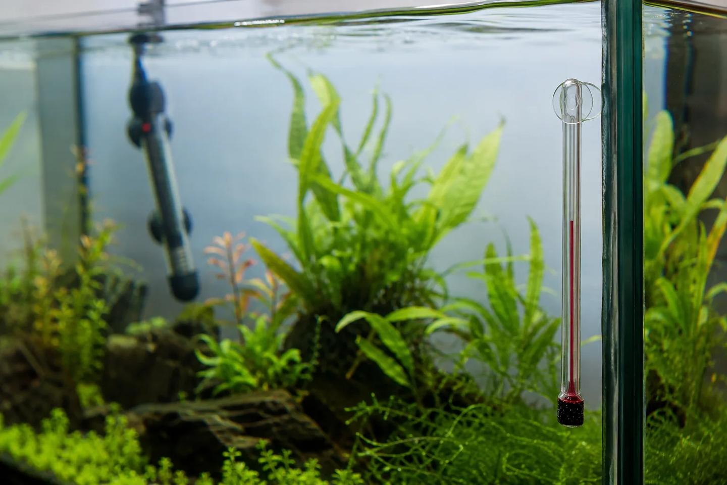 Glass aquarium thermometer in focus on the right, with a separate submerged heater blurred across the planted tank