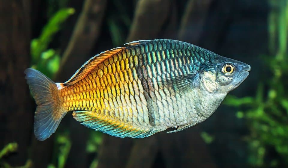 A boesemani rainbowfish (Melanotaenia boesemani) in an aquarium showing the two-tone blue and orange body