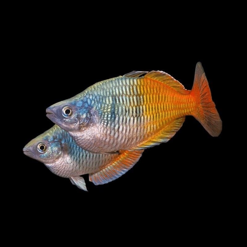 A boesemani rainbowfish (Melanotaenia boesemani) showing the blue front and orange-red rear split