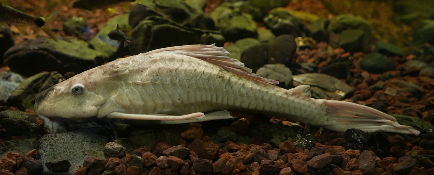 Pale albino Ancistrus catfish shown side-on over dark aquarium gravel