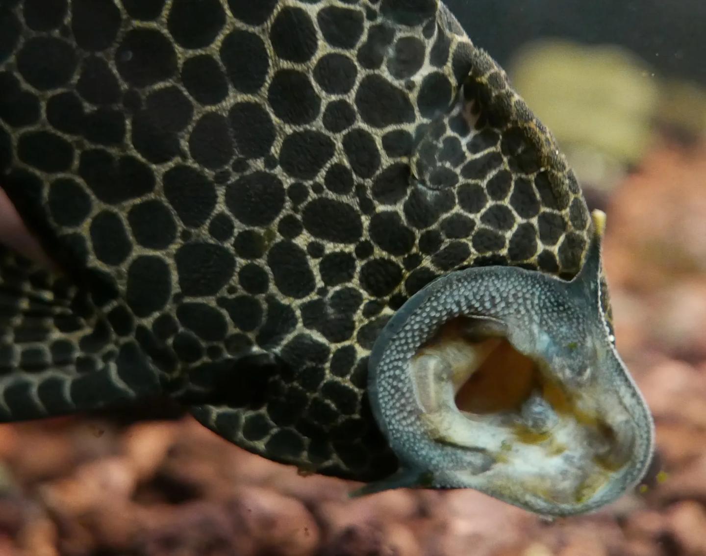 Close view of the round ventral suckermouth and spotted armour of an Ancistrus catfish