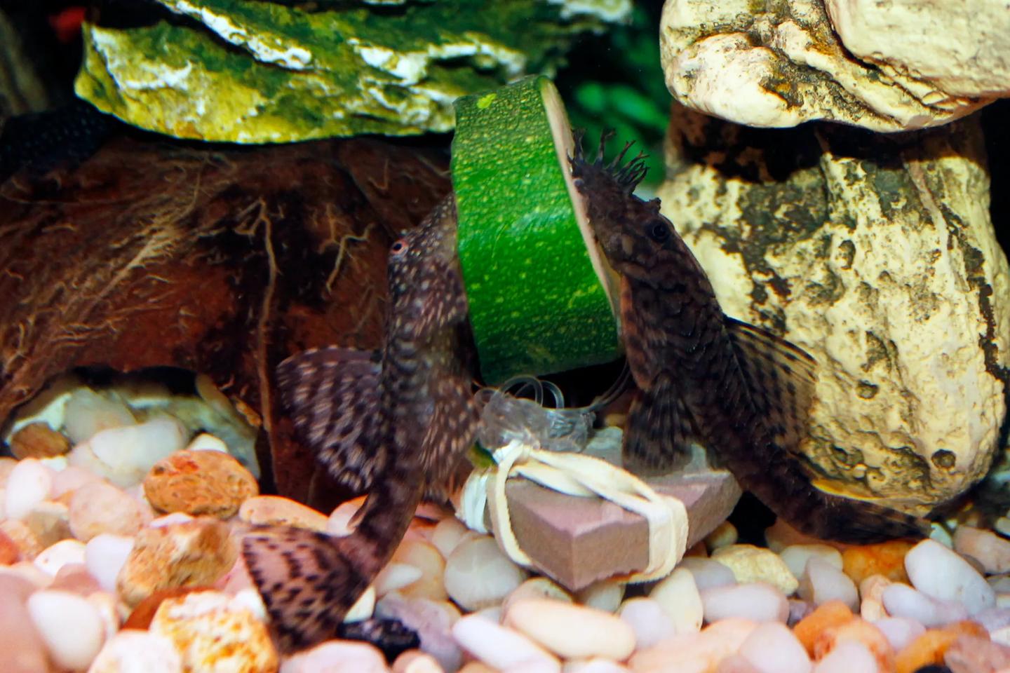 Two brown bristlenose catfish facing each other across a slice of courgette