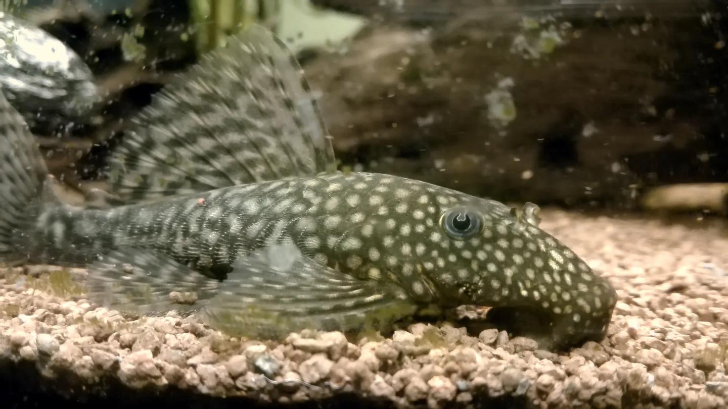 Spotted Ancistrus bristlenose catfish resting side-on on pale aquarium gravel