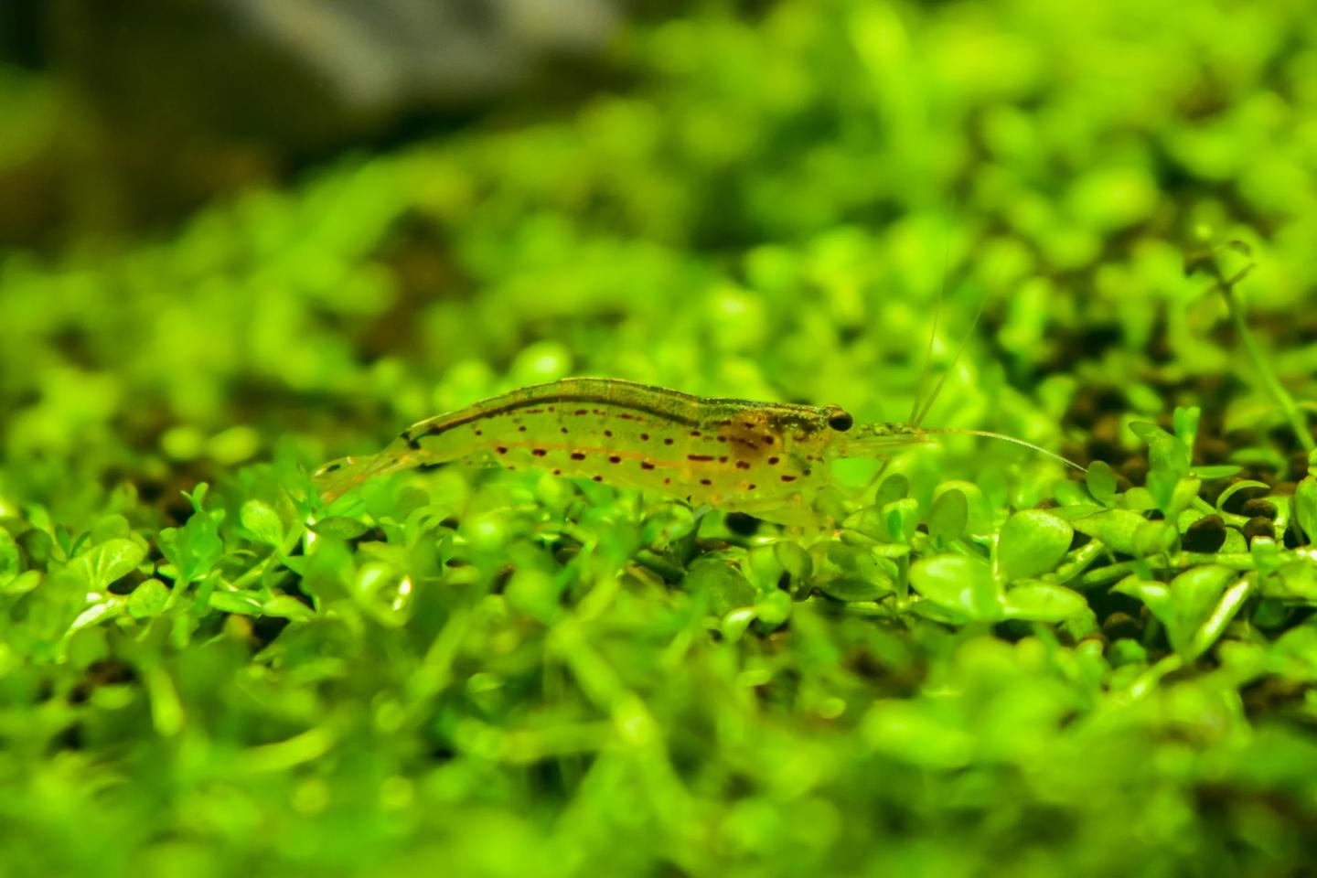 Translucent Amano shrimp among low green aquarium plants