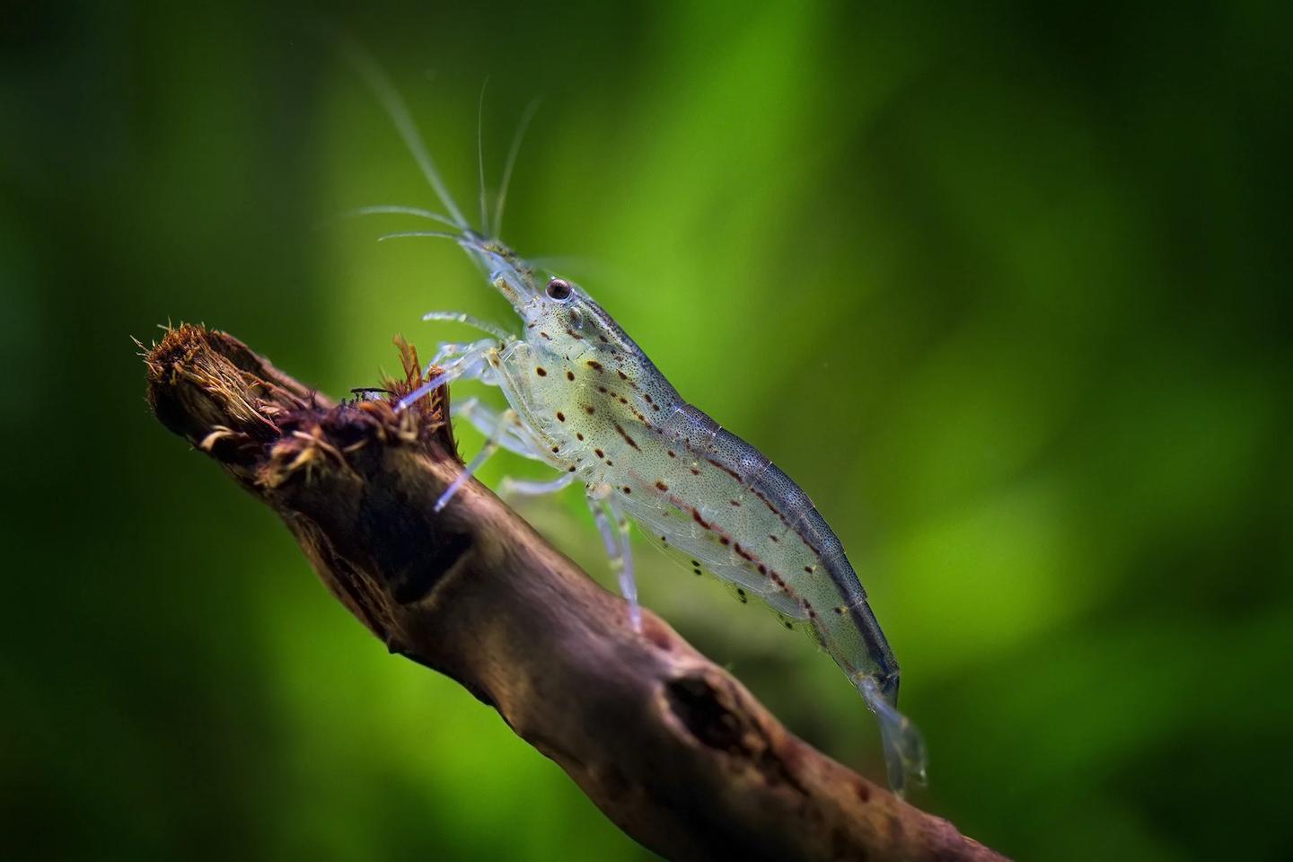 Translucent Amano shrimp on aquarium wood, viewed from the side and slightly above