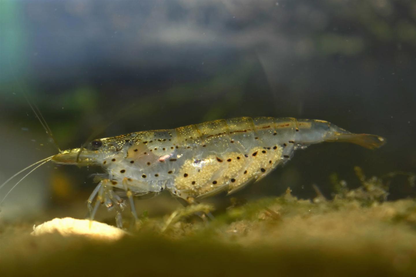 Amano shrimp viewed from the side with a cluster of tan eggs beneath its abdomen